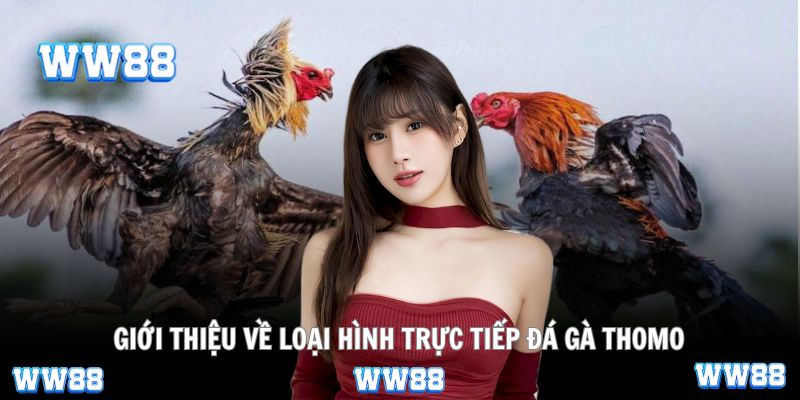 Giới thiệu về loại hình trực tiếp đá gà Thomo